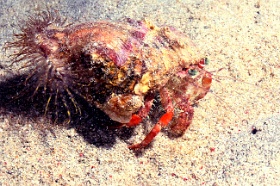 Komodo 2016 - Anemone Hermit crab - Bernard l ermite des anemones - Dardanus pedunculatus - IMG_7215_rc